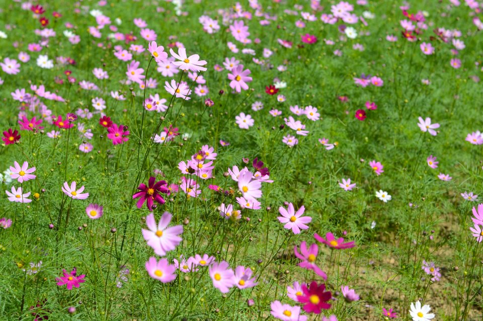 Background the flowers bird's flowers