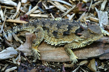 Coast Horned Lizard (9096387129)
