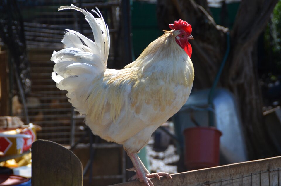 Plumage focus poultry