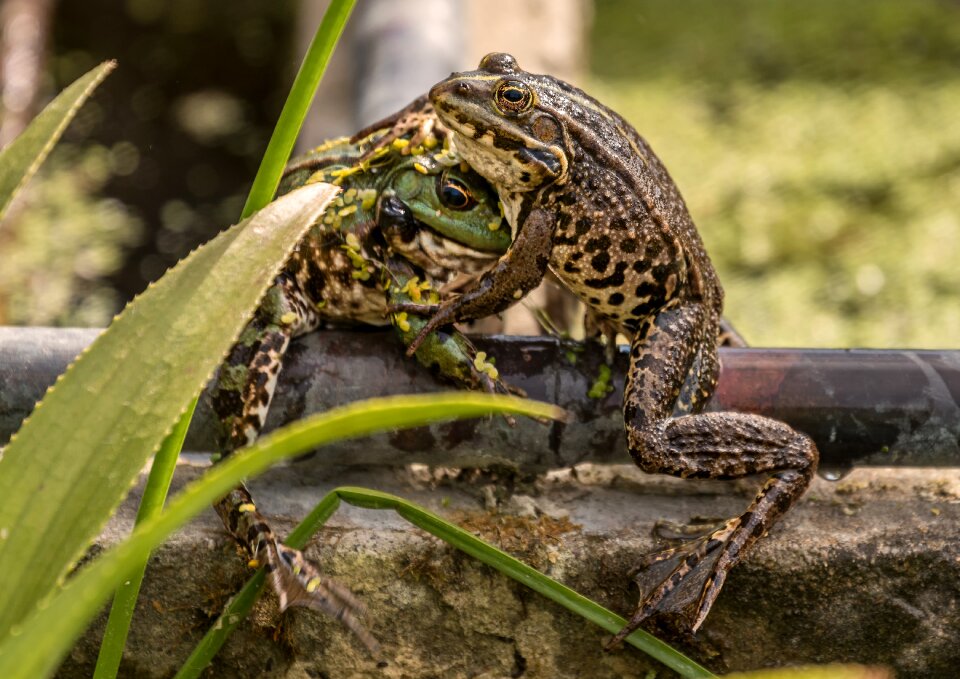 Animal outdoor reptile