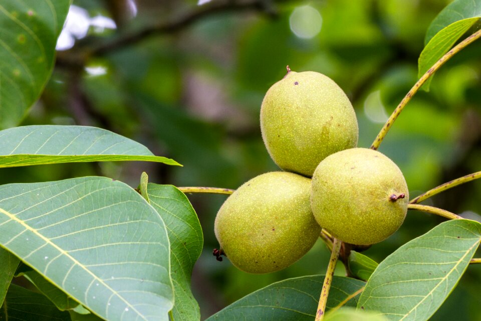 Walnut shell triplets