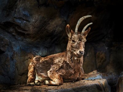 Animal wild capricorn photo