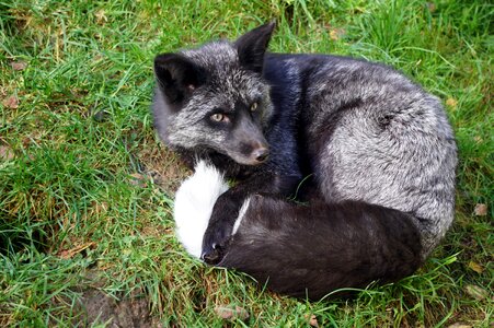 Tired fur grey