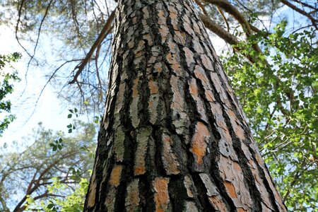 Forest conifer nature