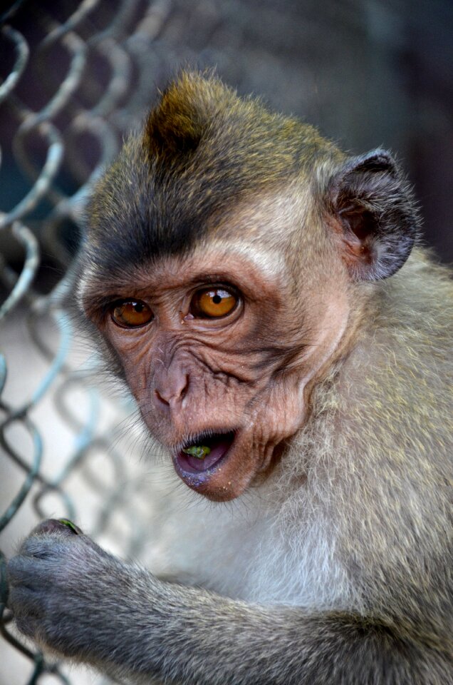 Ape wildlife face