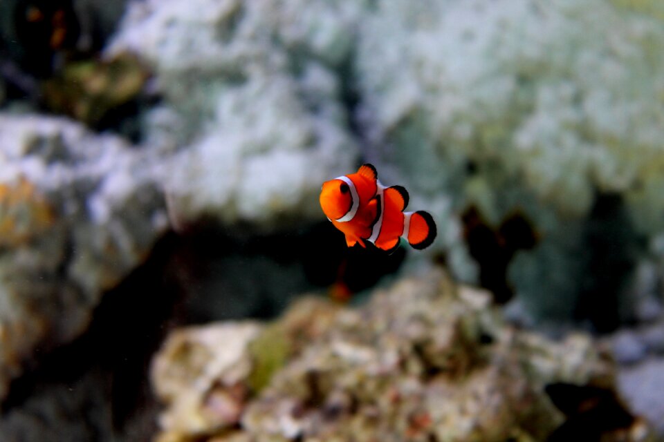 Nemo fish aquarium