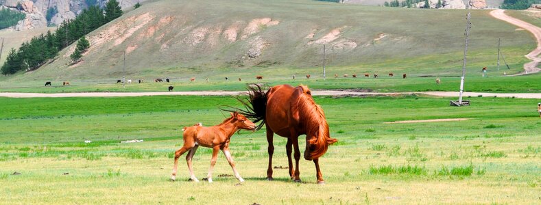 Young animal pasture photo