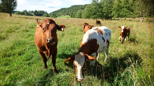 Summer livestock cattle