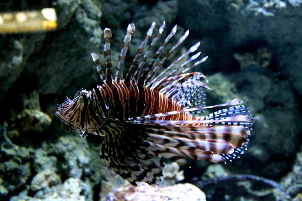 Fish aquarium nature