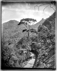 Bico do Papagaio - 1