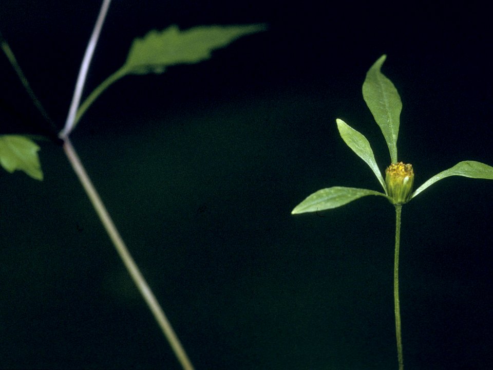Bidens discoidea NRCS-1 4x3