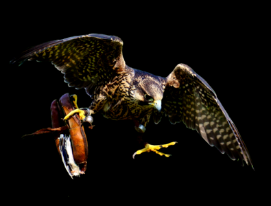 Access raptor wild animal