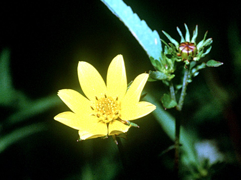 Bidens aristosa NRCS-2