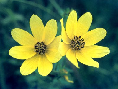 Bidens trichosperma NRCS-1