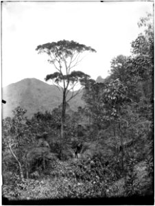 Bico do Papagaio - 2