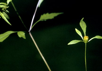 Bidens discoidea NRCS-1