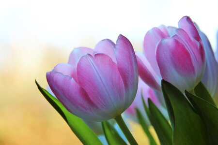 Garden leaf tulip