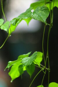Nature beautiful nice