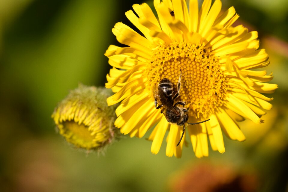 Pollinator forage nectar