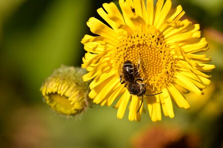 Pollinator forage nectar photo