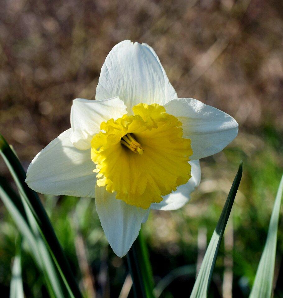 Close up spring flowers yellow flowers photo