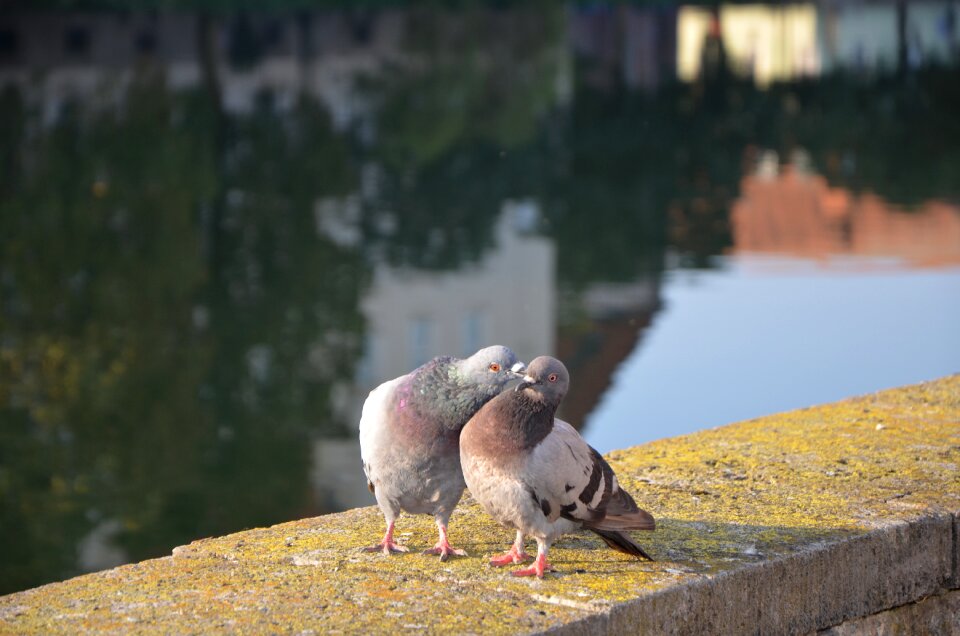 Animal world bird landshut