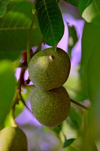 Nature foliage wood