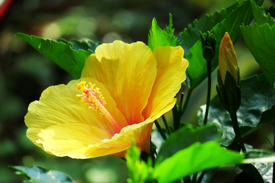 Flower garden bloom