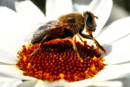 Flower wing bee