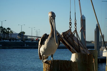 Sky bird water