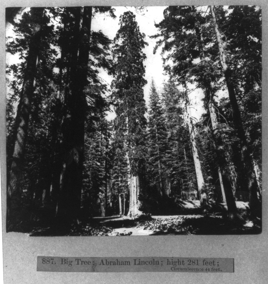Big tree Abraham Lincoln LCCN2002719084