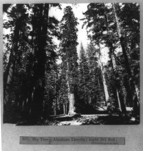 Big tree Abraham Lincoln LCCN2002719084
