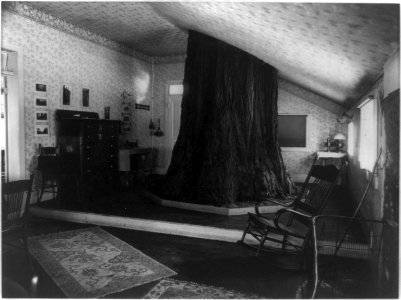 Big tree room, Cedar Cottage LCCN90707016