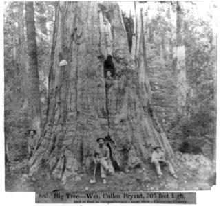 Big Tree-Wm. Cullen Bryant, 305 feet high, 45 feet in circumference - Near View, Calaveras County LCCN2002723095