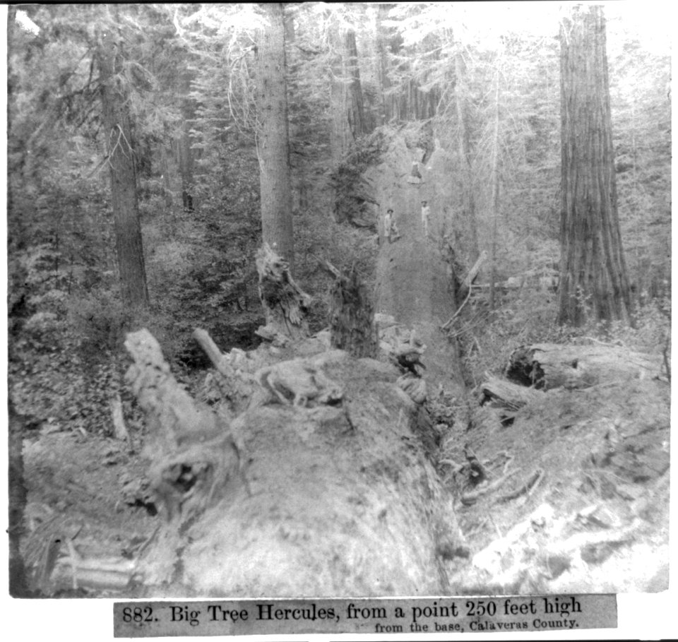 Big Tree Hercules, from a point 250 feet high from the base, Calaveras County LCCN2002723068