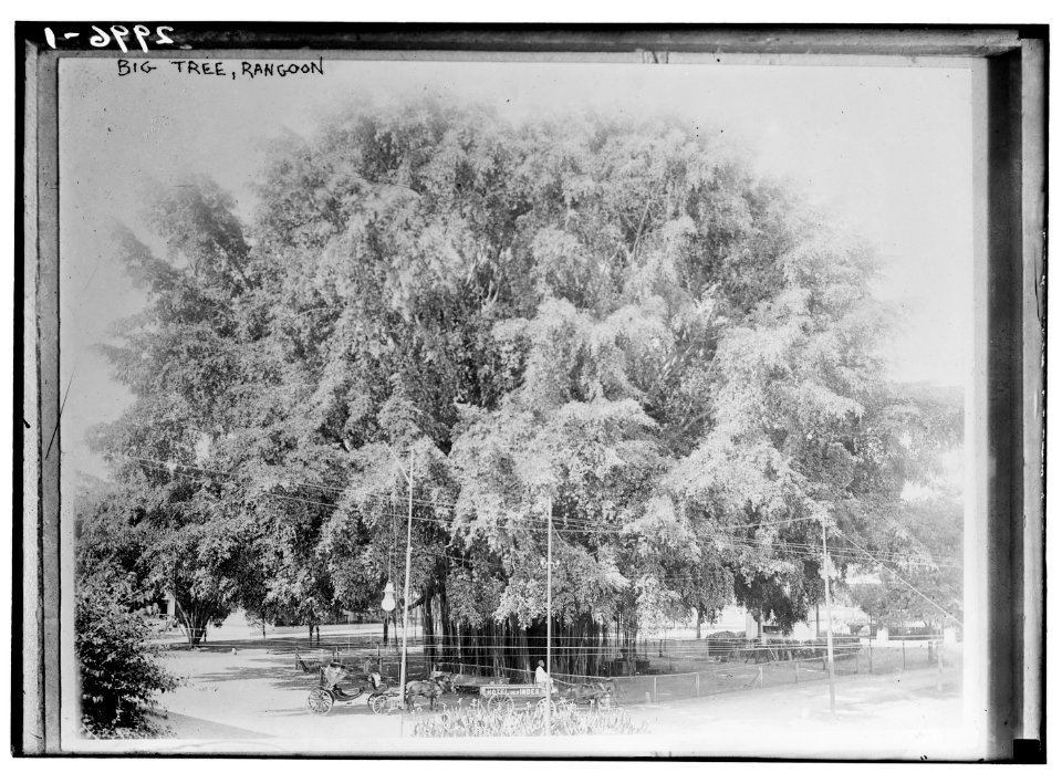 Big Tree, Rangoon LCCN2014695489