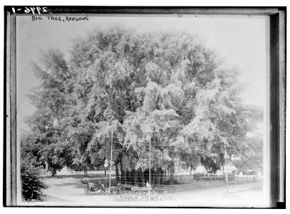 Big Tree, Rangoon LCCN2014695489