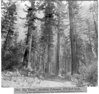 Big Trees. Andrew Johnson, 272 feet high, 32 feet circumference and William Cullen Bryant, Mammoth Grove LCCN2002723087