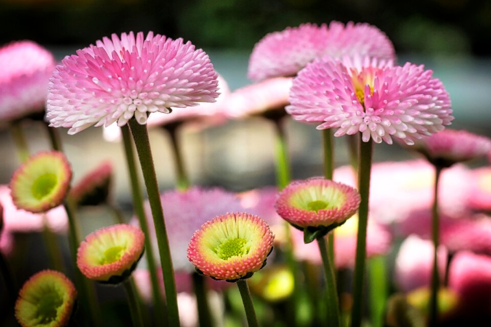Summer color close up