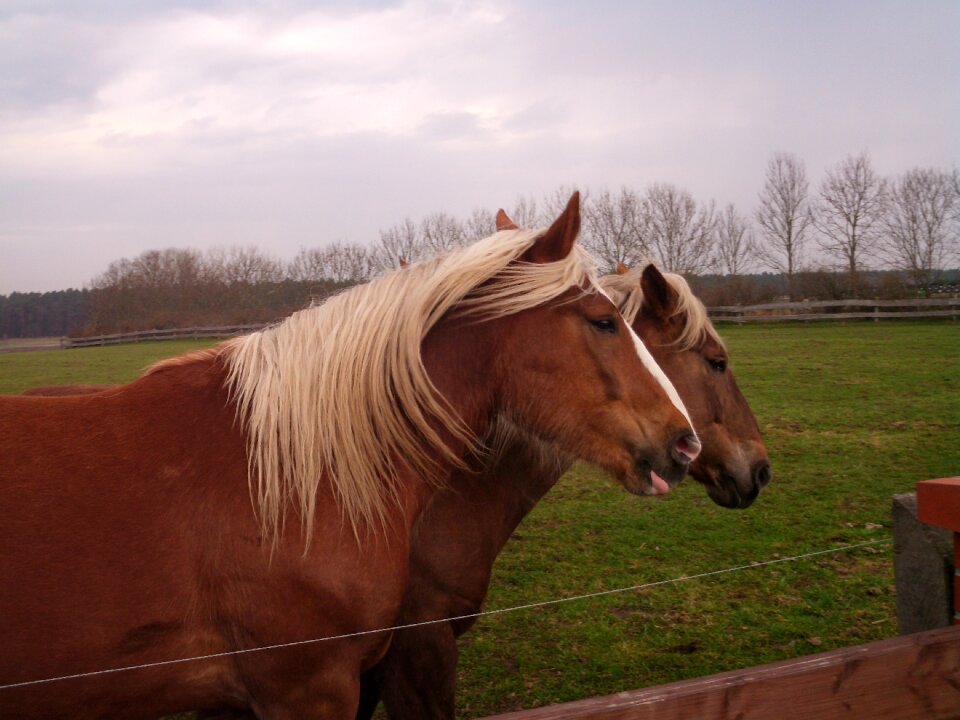 Coupling paddock horse pasture