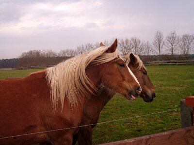 Coupling paddock horse pasture photo