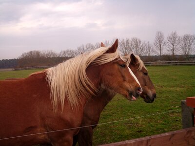 Coupling paddock horse pasture