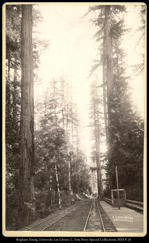 Big Tree Station S.P. Coast N.G.R.R., C.R. Savage, Photo, Salt Lake.