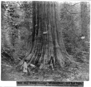 Big Tree-George Washington, 284 feet high, 52 feet circumference - Calaveras County LCCN2002723046 photo