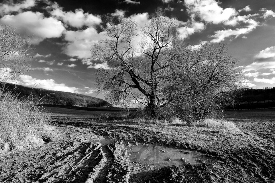 Field tree nature