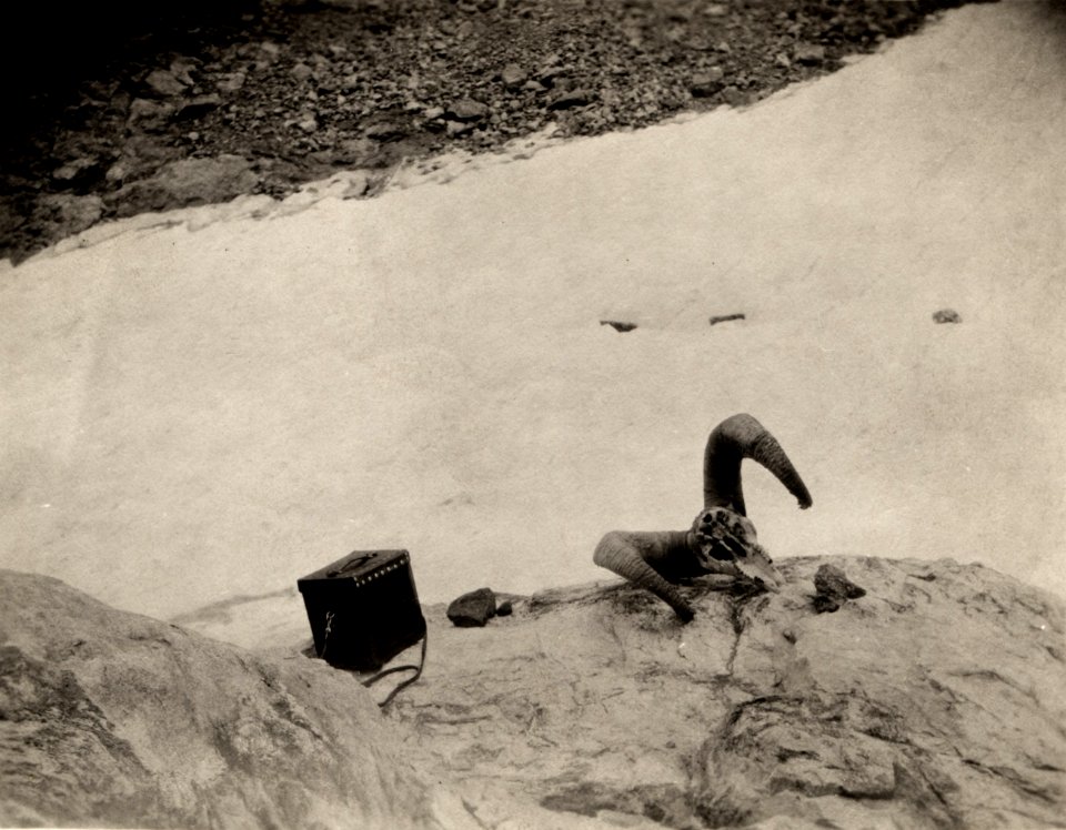 Bighorn sheep skull at Arapaho glacier, 1904