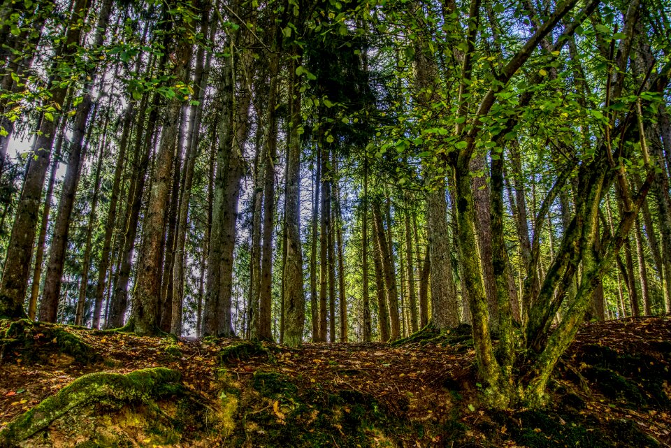 Nature backlighting green