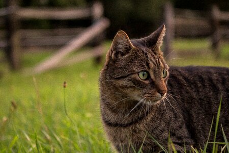 Cute nature curious