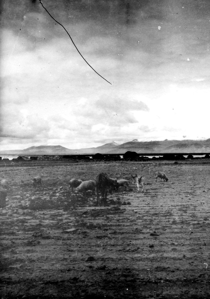 Bild från högslätten, Lago Titicaca. Titicacasjön. Bolivia - SMVK - 002406