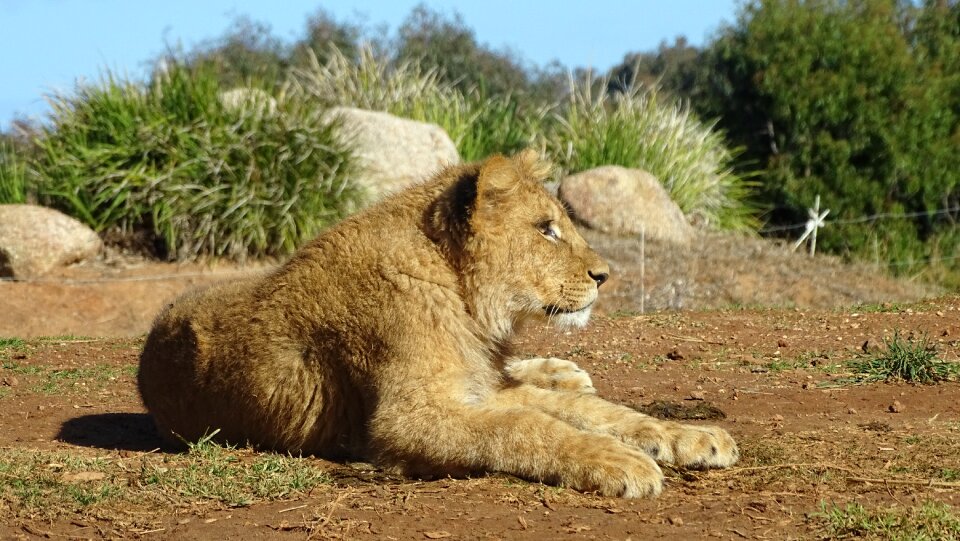 Feline baby lion animal photo